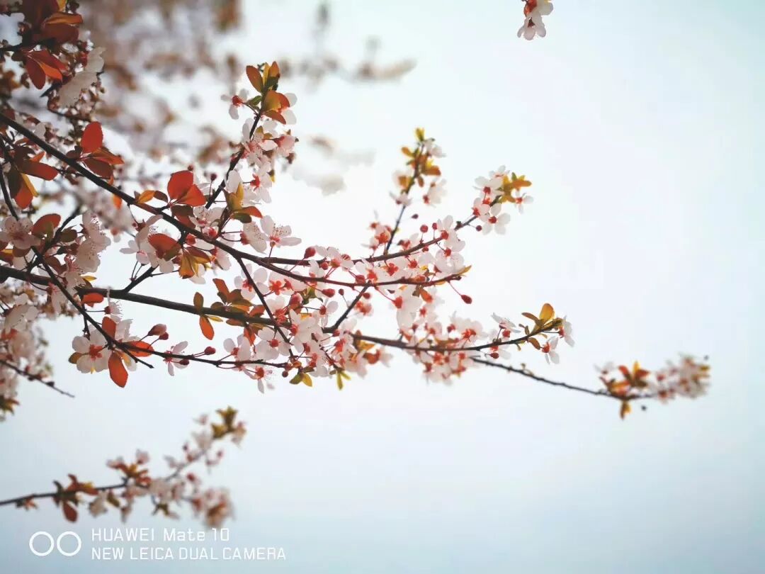 2018，華為手機中的精彩瞬間 科技 第16張