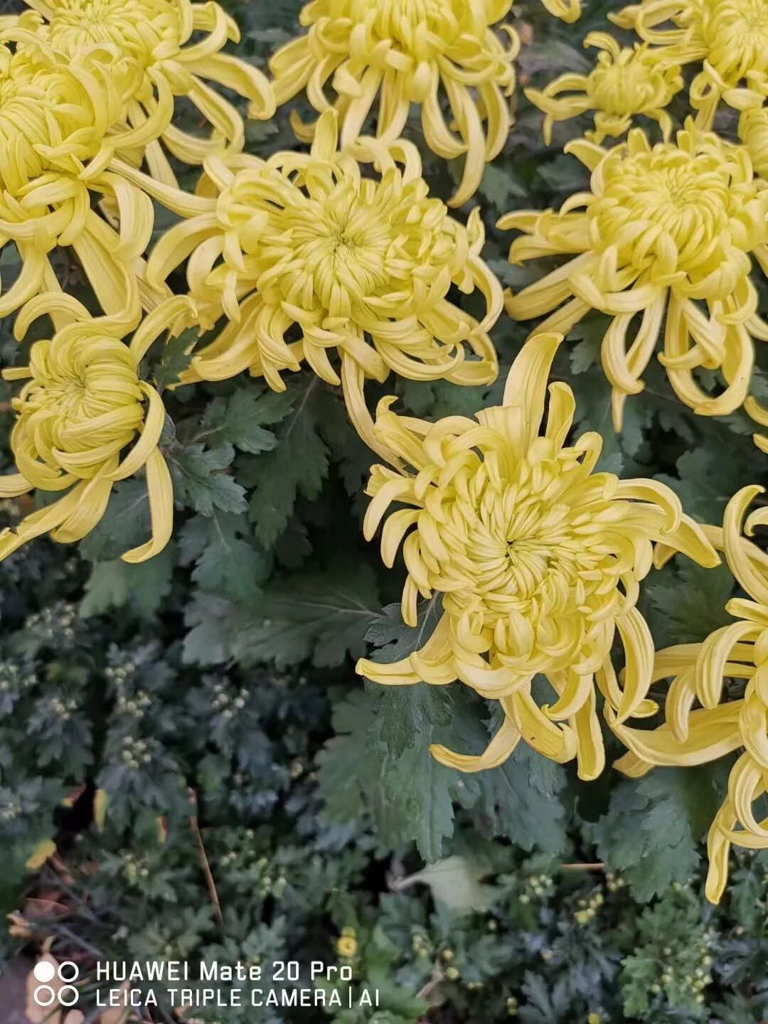 2018，華為手機中的精彩瞬間 科技 第20張