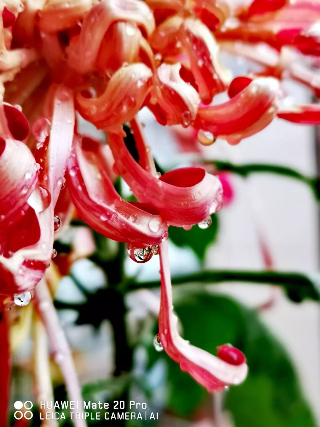 2018，華為手機中的精彩瞬間 科技 第21張