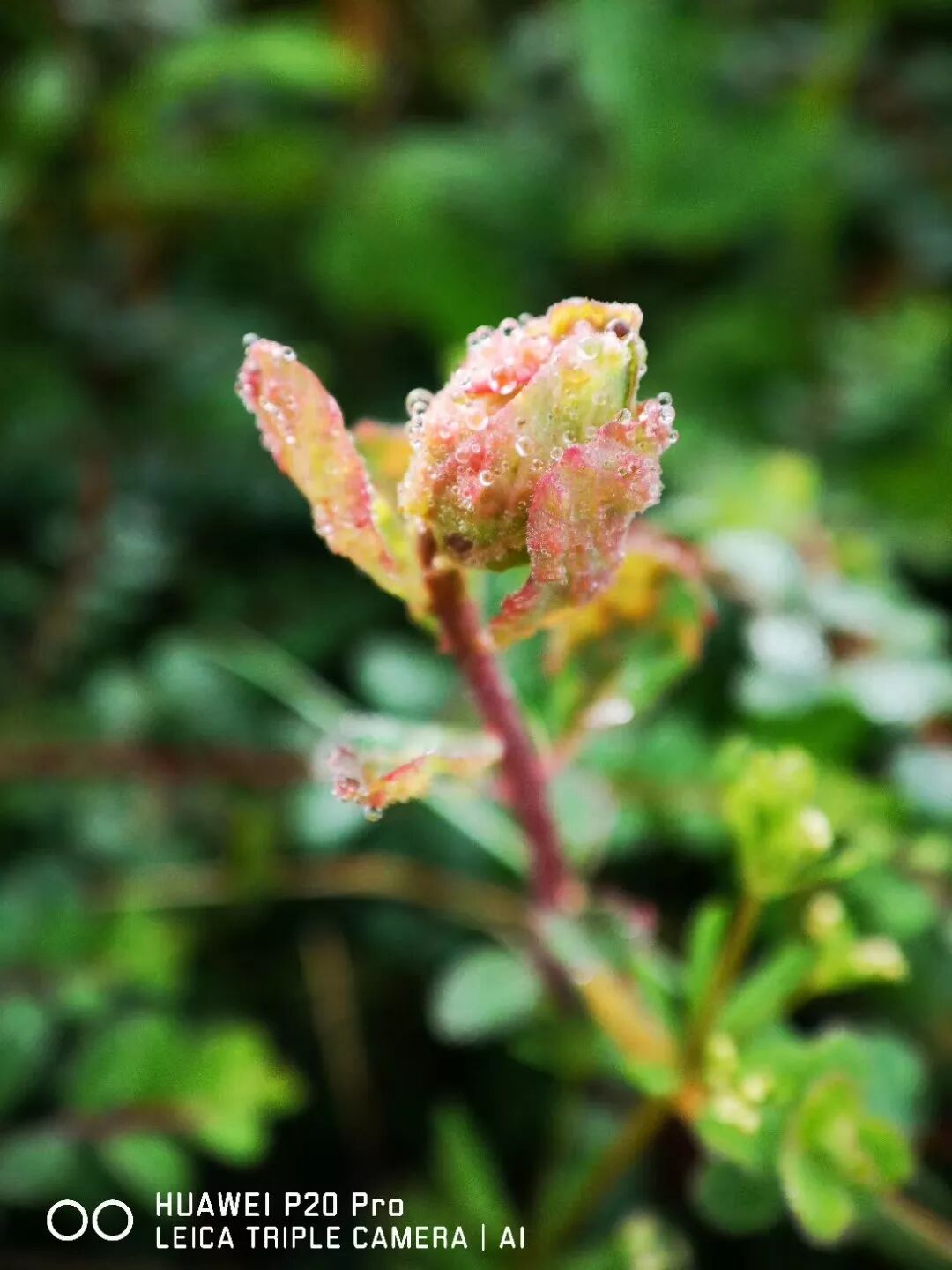 2018，華為手機中的精彩瞬間 科技 第6張