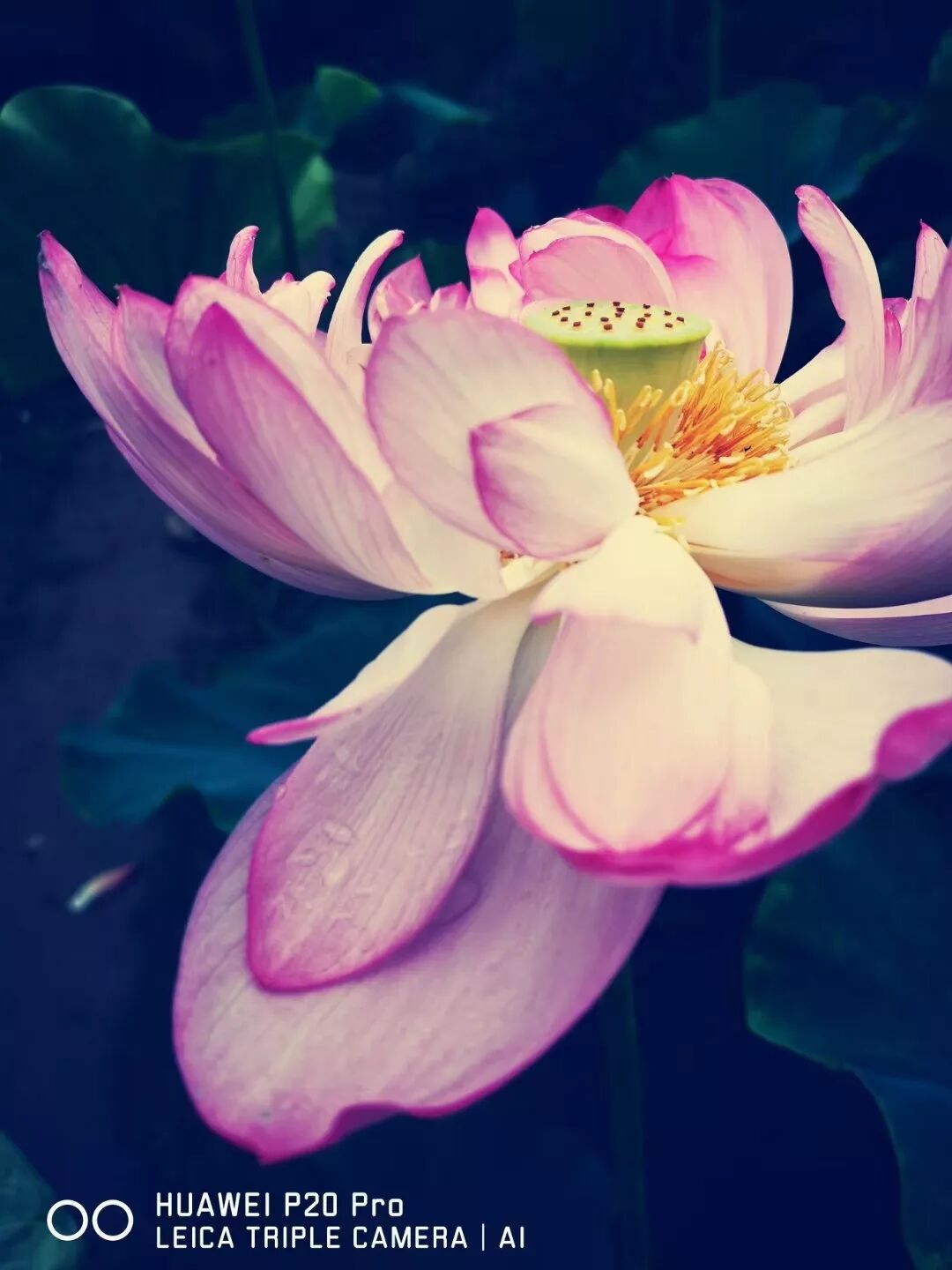 2018，華為手機中的精彩瞬間 科技 第13張