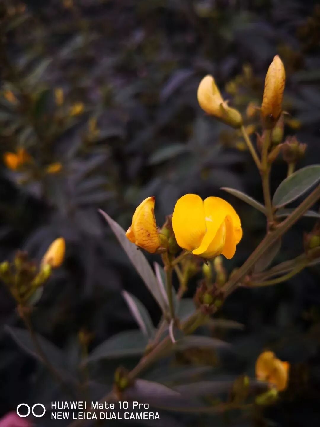 2018，華為手機中的精彩瞬間 科技 第26張