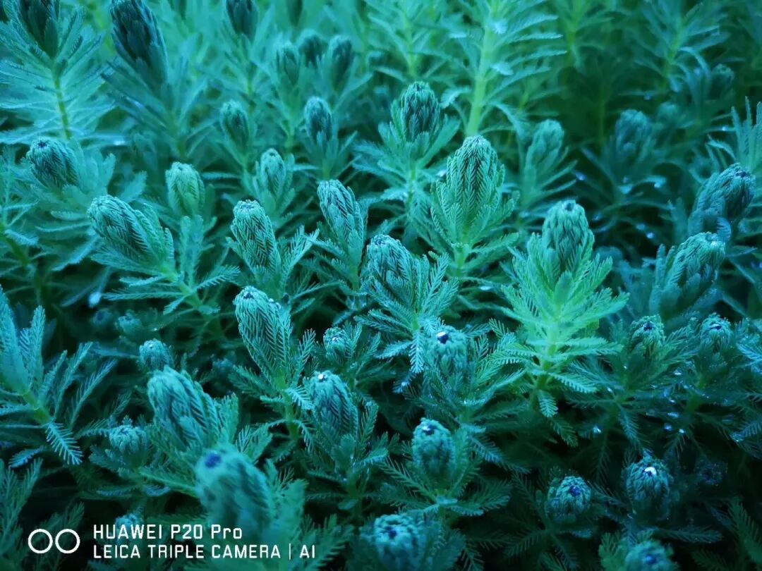 2018，華為手機中的精彩瞬間 科技 第8張