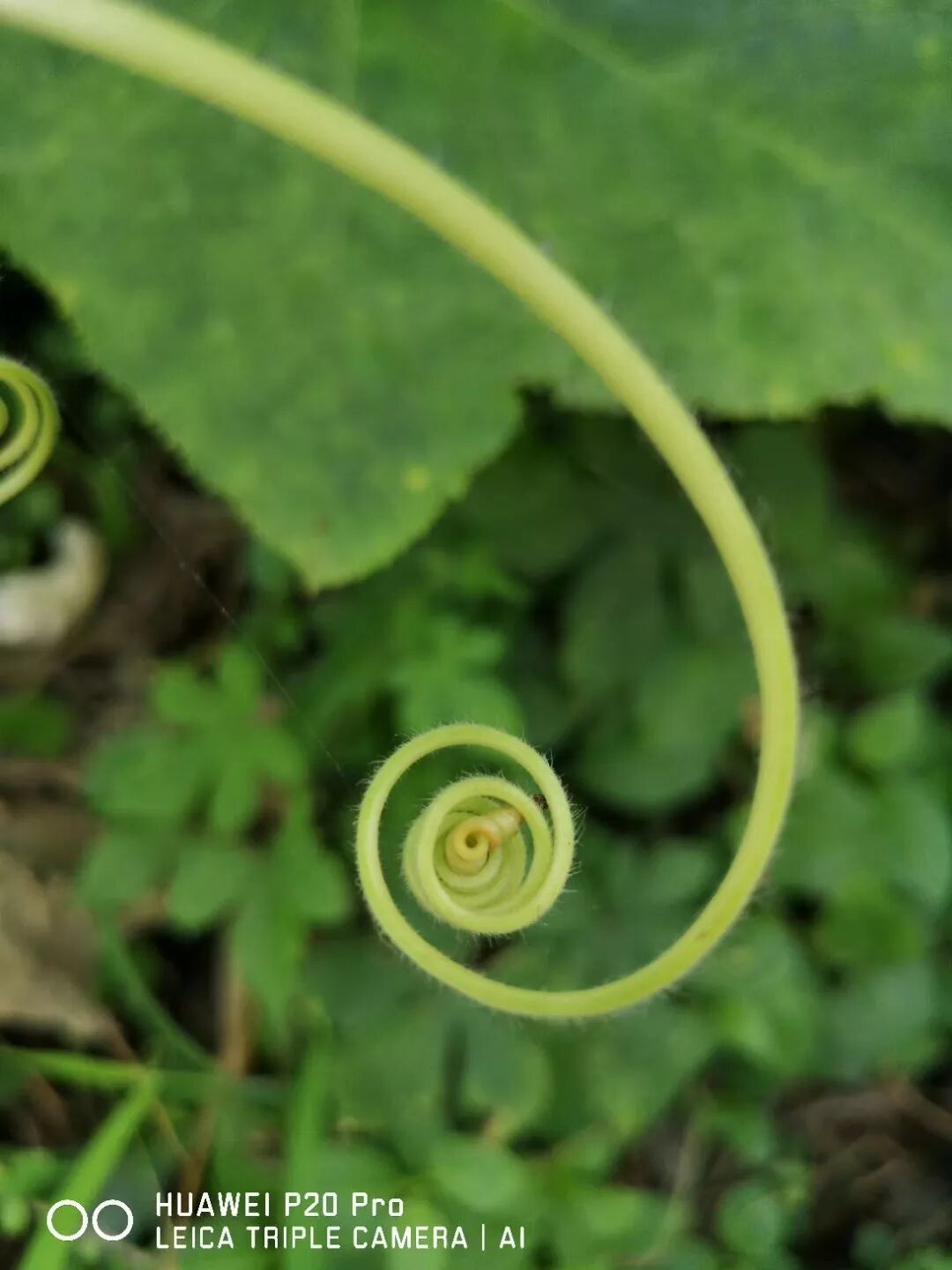 2018，華為手機中的精彩瞬間 科技 第7張