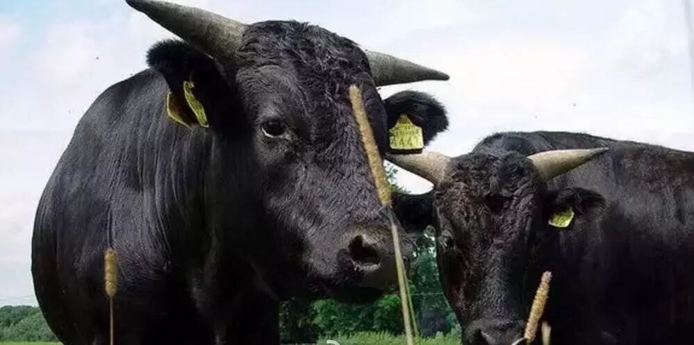 日本国宝神户牛肉,为什么这么贵?