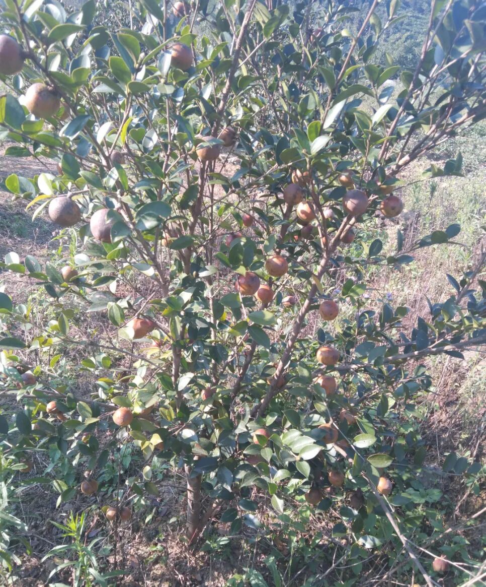 500亩油茶喜丰收乡村致富油奔头