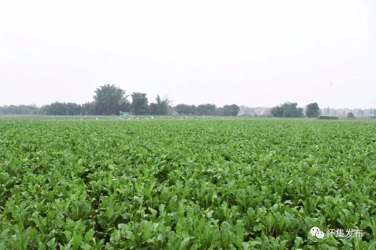 鎮熔爐村蔬菜基地,站在田埂上,放眼望去,連片的蔬菜地裡,菜心,芥蘭