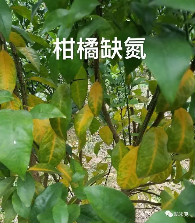 实拍柑橘缺素症图经典