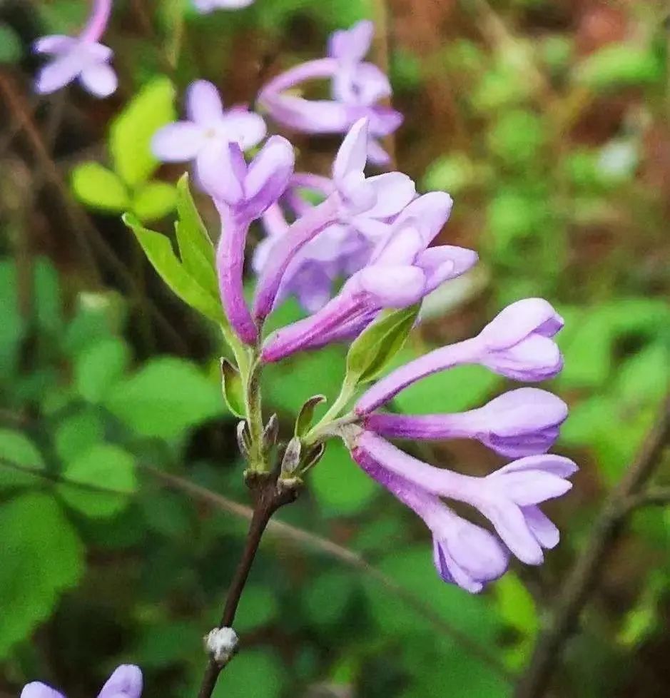学中药——芫花