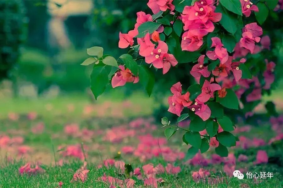 陈杏珍 白蓝 对联集 二百十一 怡心延年 微信公众号文章阅读 Wemp