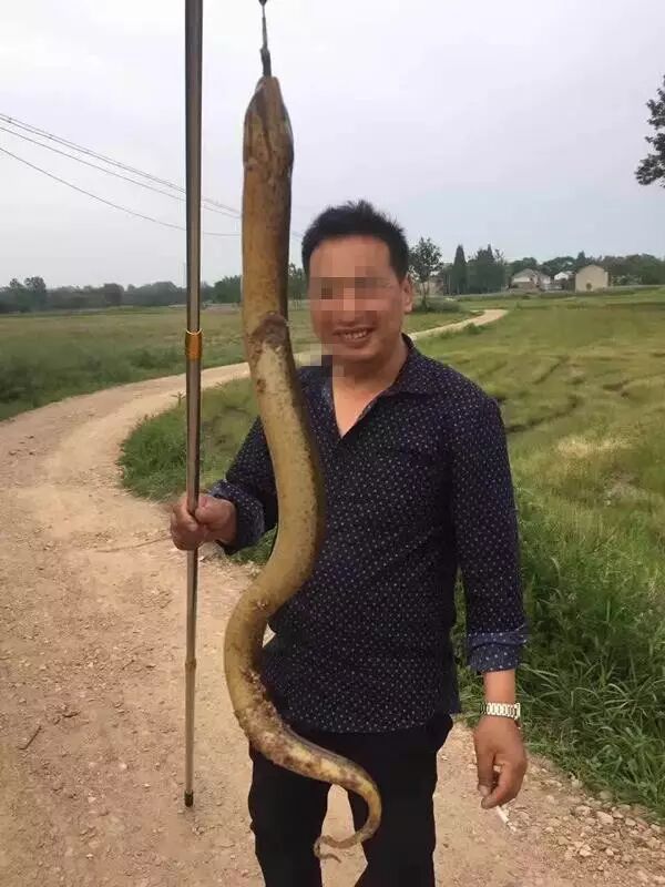 巴南发现了一条长1米多重4斤2两的黄鳝