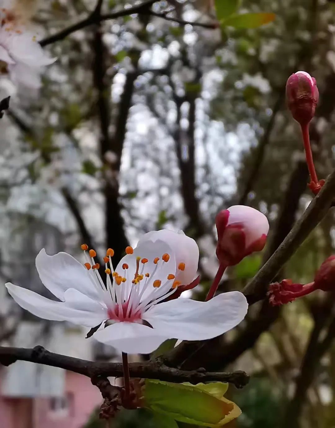 我是重瓣榆葉梅,桃屬,薔薇科,又名小桃紅或欒枝,嘿嘿,我比較容易害羞.