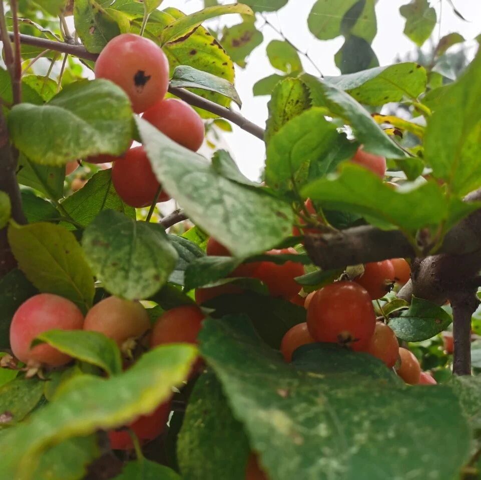 单元听说教学中作业设计的探索