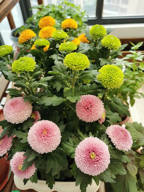 喜欢养花 不如养盆夏洛特夫人 十分亮丽显眼 美观动人 生活百科神奇妙招 微信公众号文章阅读 Wemp