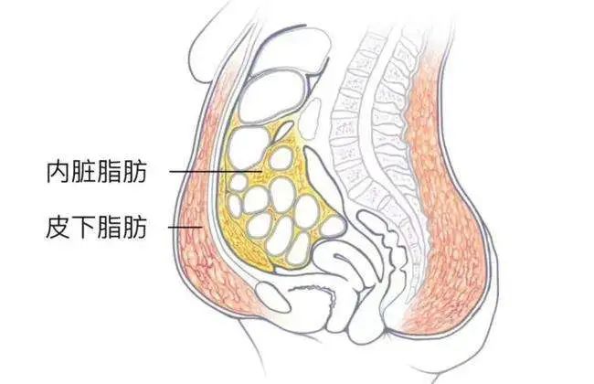 男性脂肪分布图图片