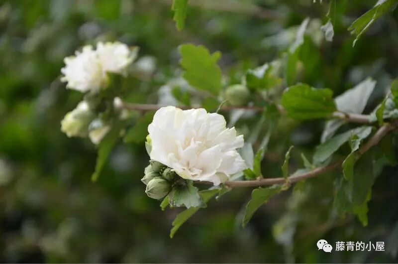 鸡蛋花 开 藤青的小屋 微信公众号文章阅读 Wemp