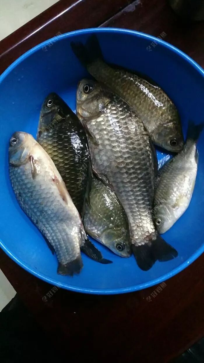 钓鱼人必备 自由微信 Freewechat