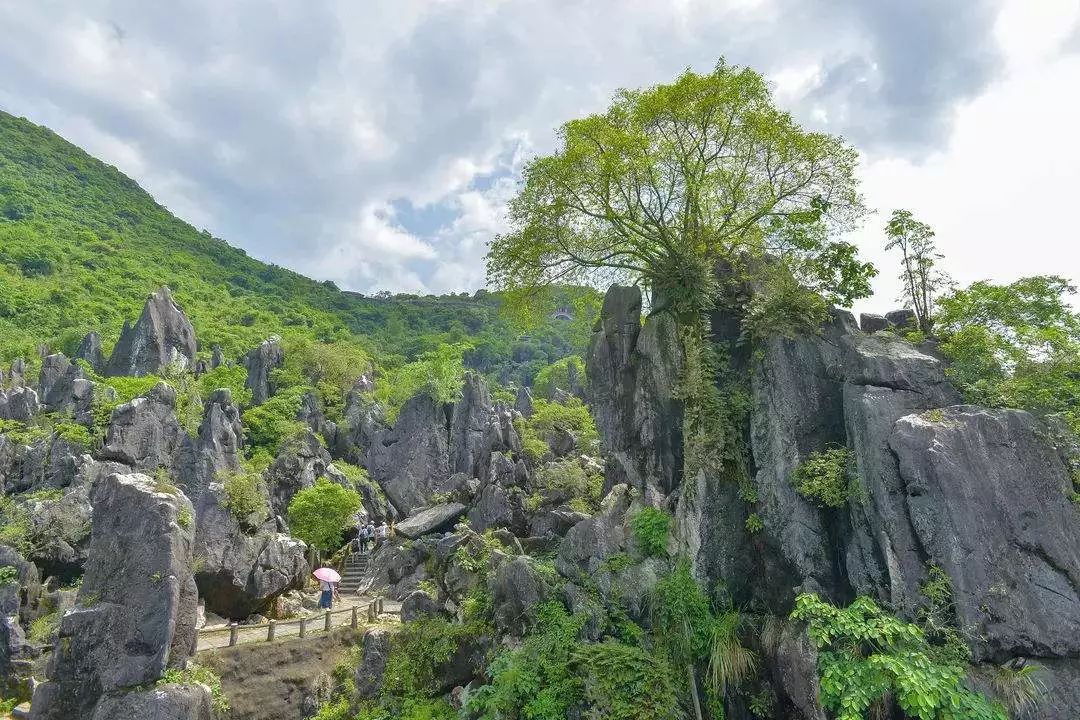 中國一號水杉母樹秦良玉古戰場遺址萬壽寨等均是石柱縣的招牌旅遊景點