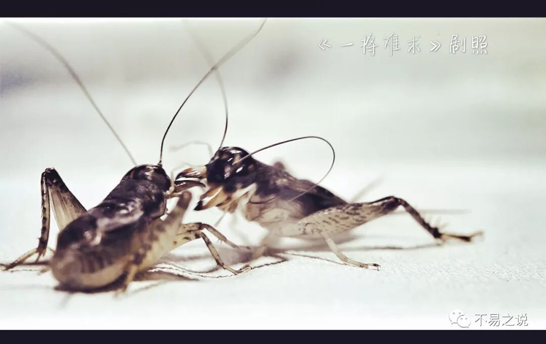 冒险岛纪录游戏纪录_什么样的叫声蛐蛐是好蛐蛐能斗的_一将难求蛐蛐纪录片