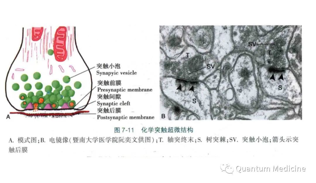 小而清亮透明的囊泡内含乙酰胆碱或氨基酸类递质；小而具有致密中心的囊