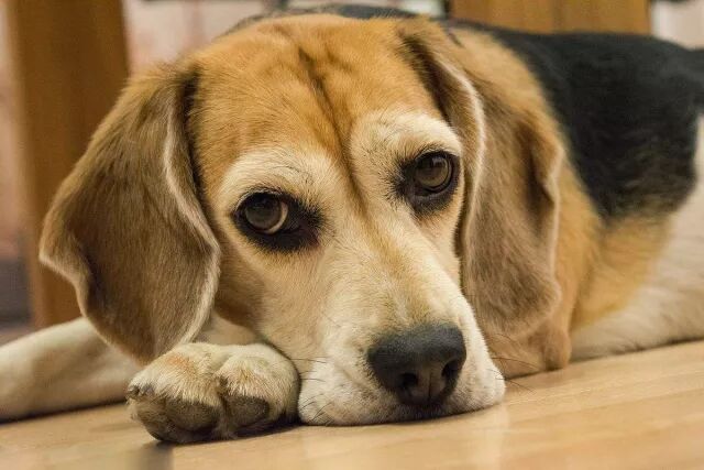 狗年来了 关于汪星人的10大秘密总有一个你不知道 延庆科普 延庆科普 微信公众号文章阅读 Wemp