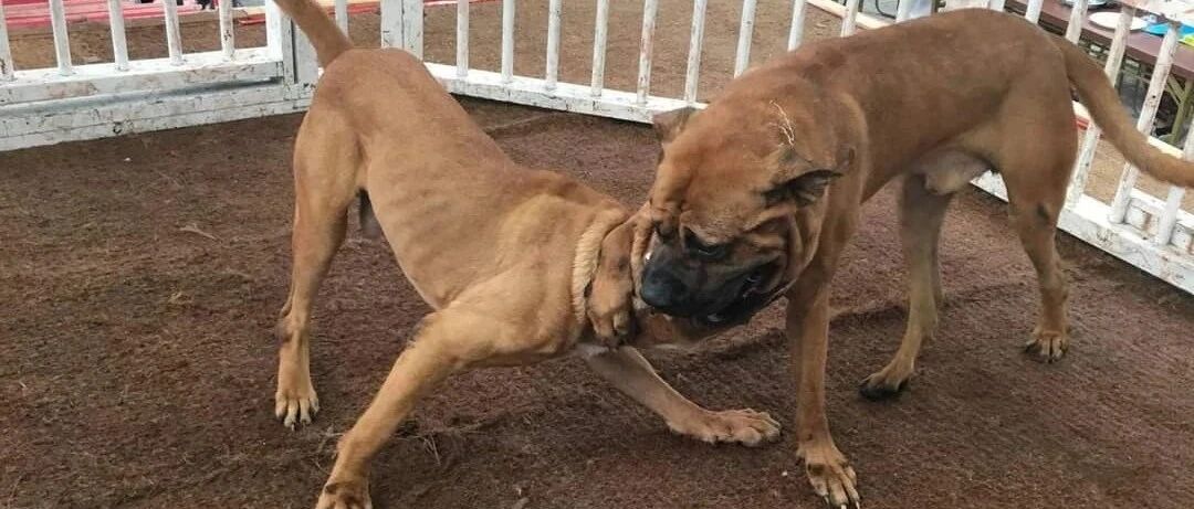 微信公众号土佐犬 Tosa Inu 最新文章 微信公众号文章阅读 Wemp
