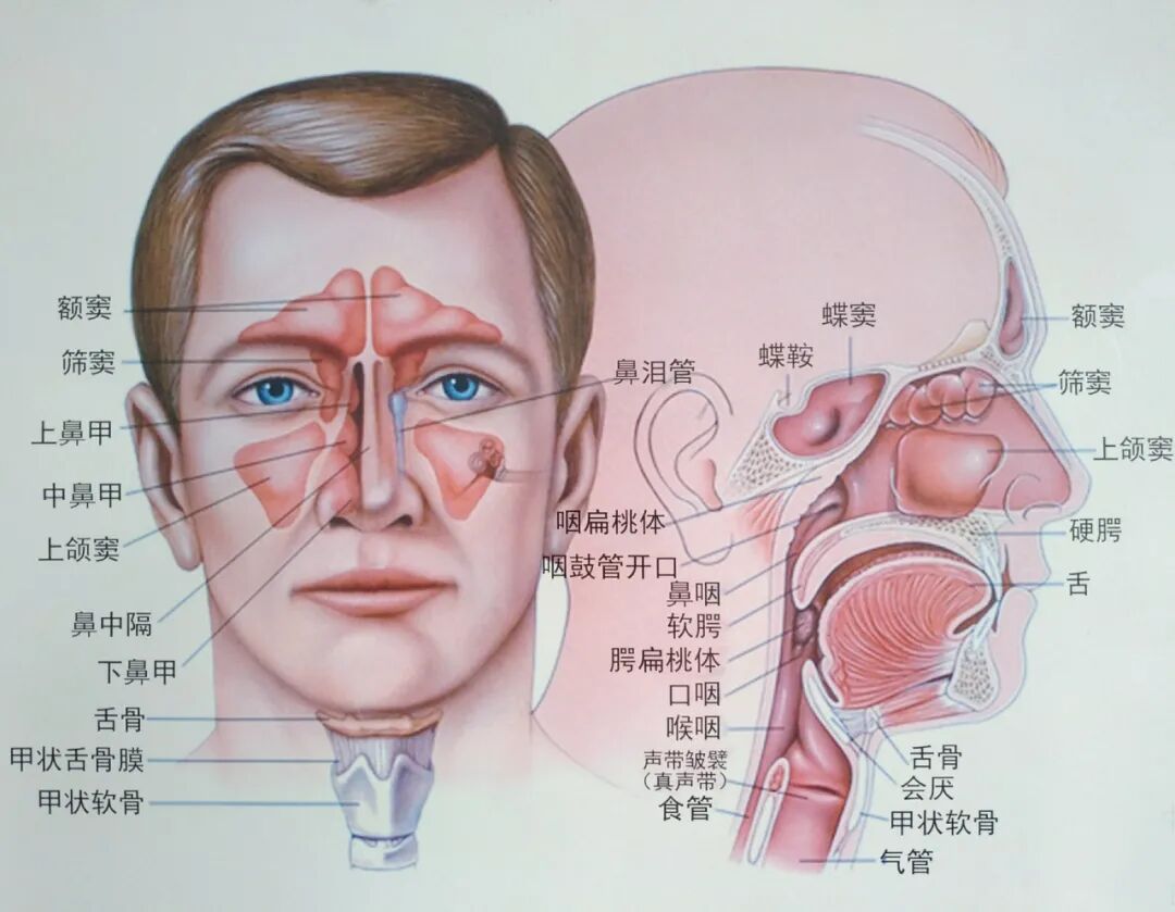 耳鼻喉内窥镜检查是检查什么【健康科普】什么是耳鼻喉内窥镜检查？_https://www.jmylbn.com_新闻资讯_第3张