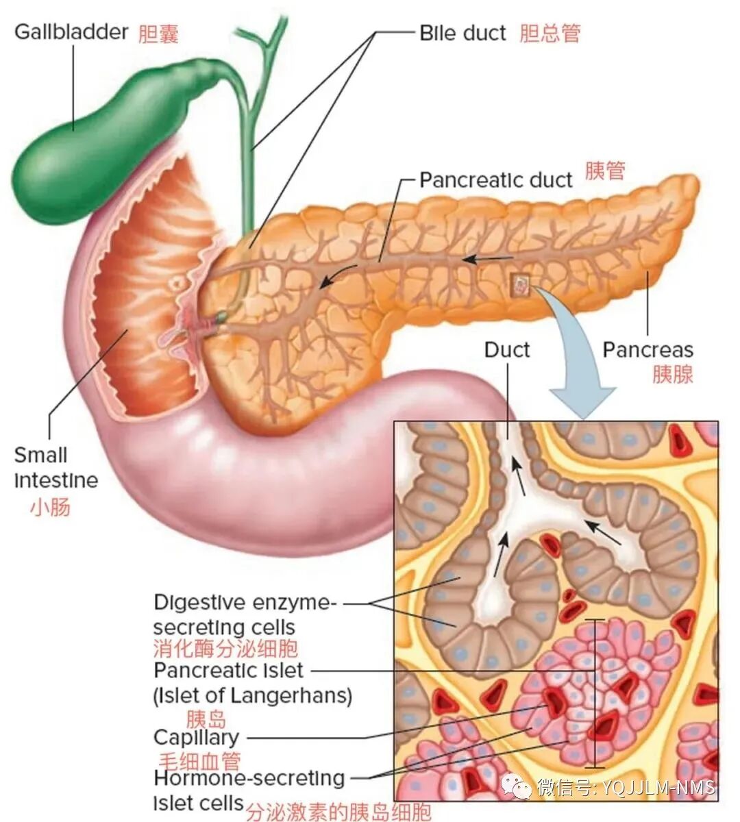 急性胰腺炎患者诊疗措施