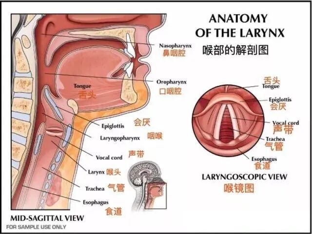 可视喉申请怎么清醒患者气管插管技术，急诊医生必知！_https://www.jmylbn.com_新闻资讯_第6张