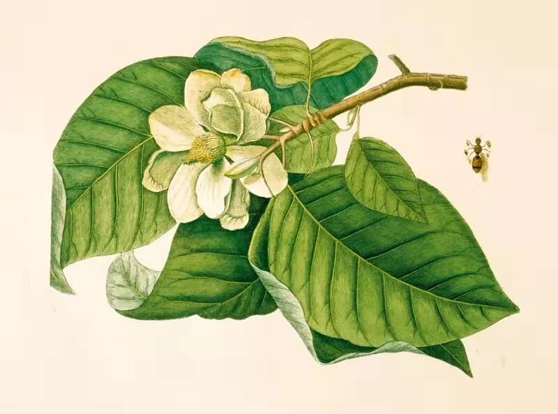 上帝创造 林奈整理 他为自然界带来了秩序 赛先生 微信公众号文章阅读 Wemp