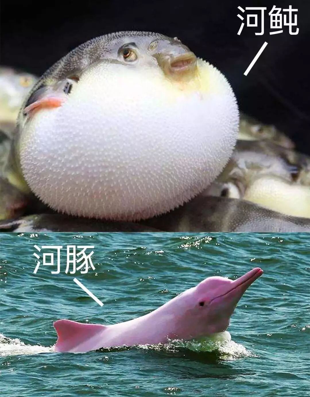 你一直以为它叫河豚吗 别再错啦 河豚不长这样 Xfun吃货俱乐部 微信公众号文章