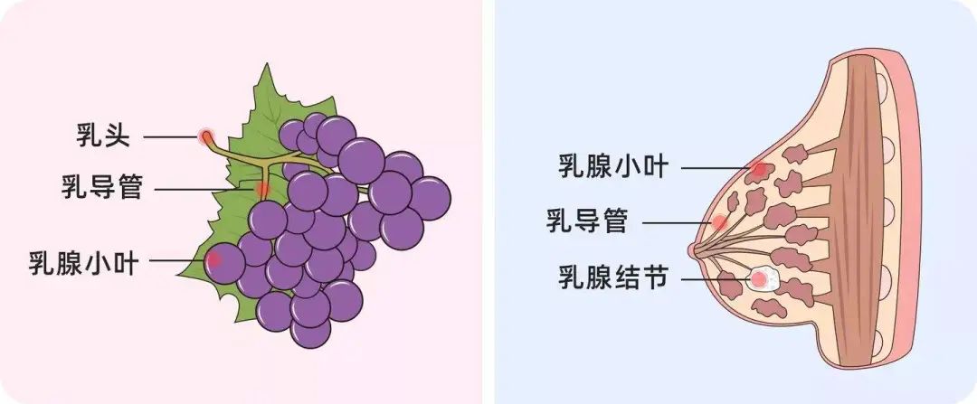 乳管镜检查，究“镜”如何