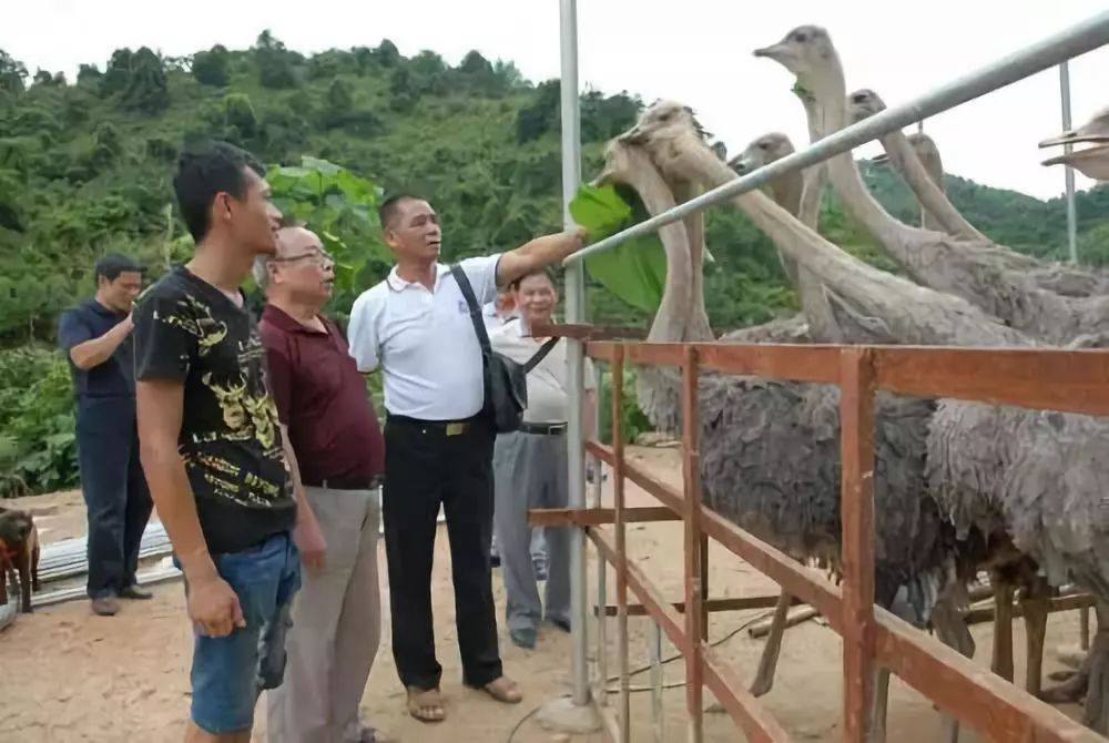 致富经甲鱼养殖视频_致富甲鱼养殖技术_致富经甲鱼