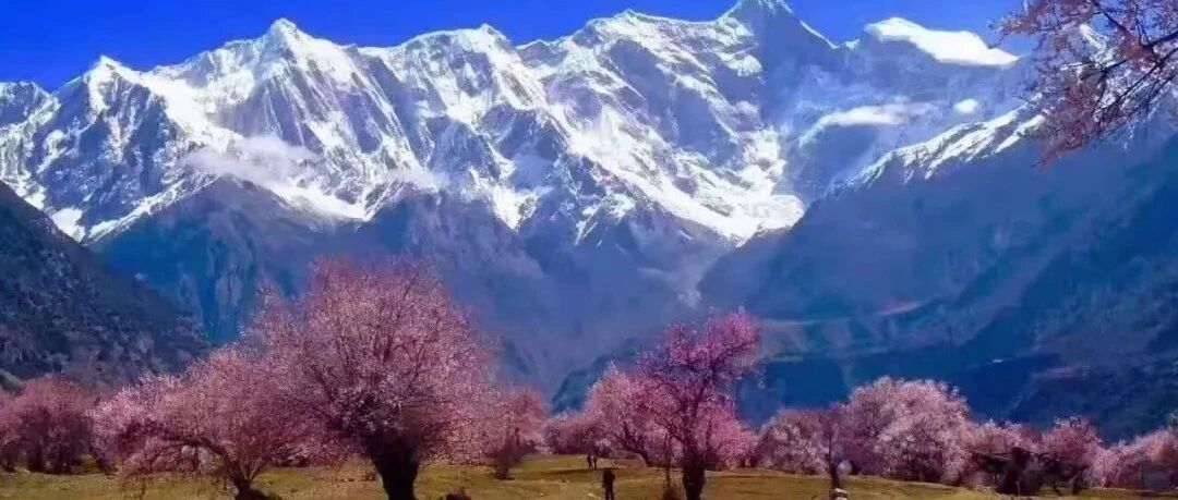 三月，带你去看中国最美的春天！金川梨花&林芝桃花