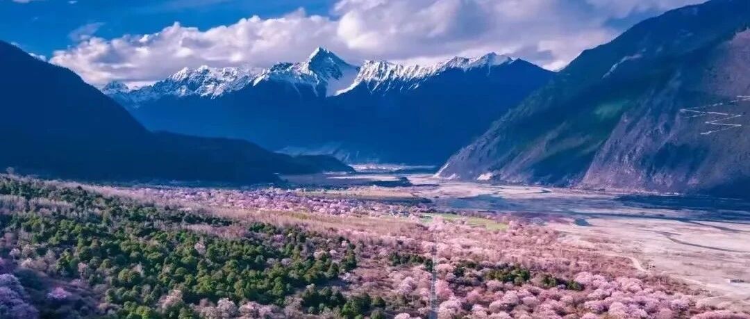 情人节 | 想你的时候，月色正好，桃花开的正艳！