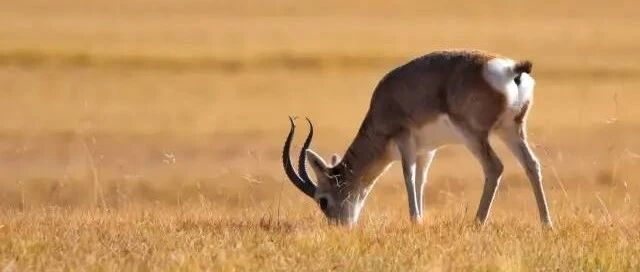 胡一刀游记 | 班戈措