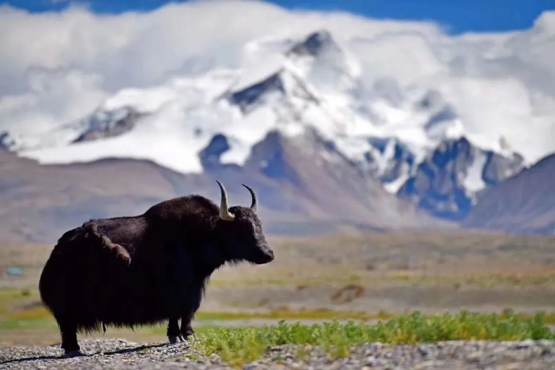 去西藏阿裡旅行，政府有獎金！大北線-南線不要錯過 旅遊 第6張