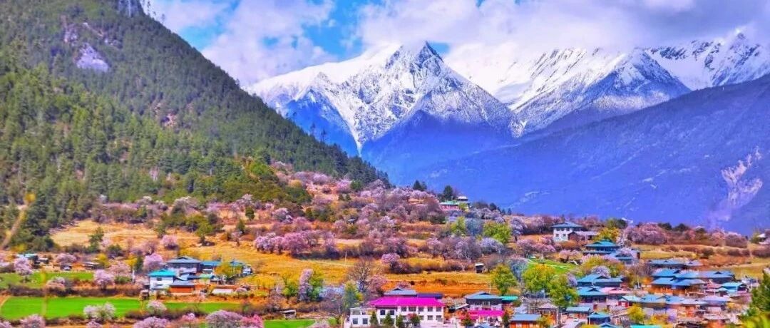这个春天，去林芝桃花源吧！