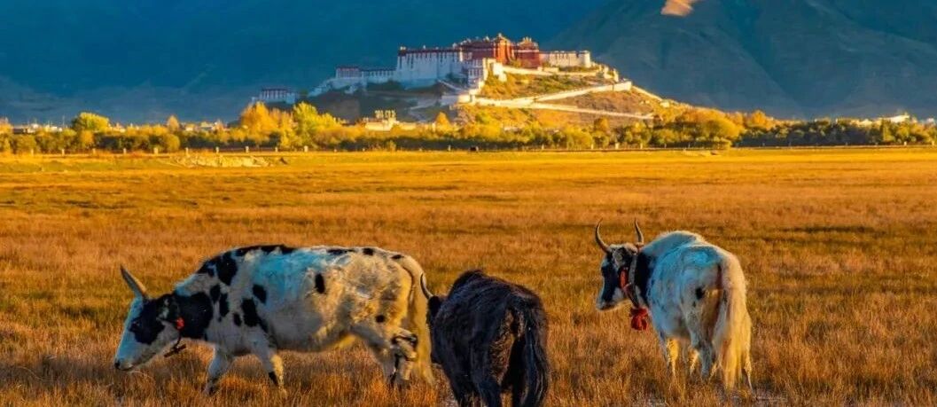 牛年说牛，你知道西藏的牛到底有多牛吗？