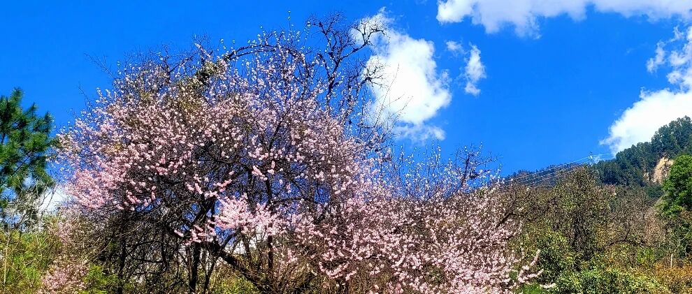 看桃花，为什么一定要去林芝？
