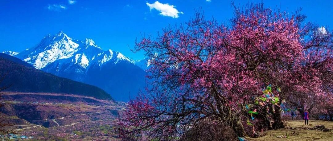 再过20天，西藏林芝会刷爆你的朋友圈！