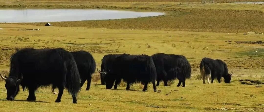 川藏线游记（二）| 丁真的家乡理塘