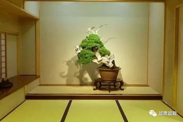 全球最热的盆栽博物馆 邀您慢慢品味 盆景盆栽 微信公众号文章阅读 Wemp