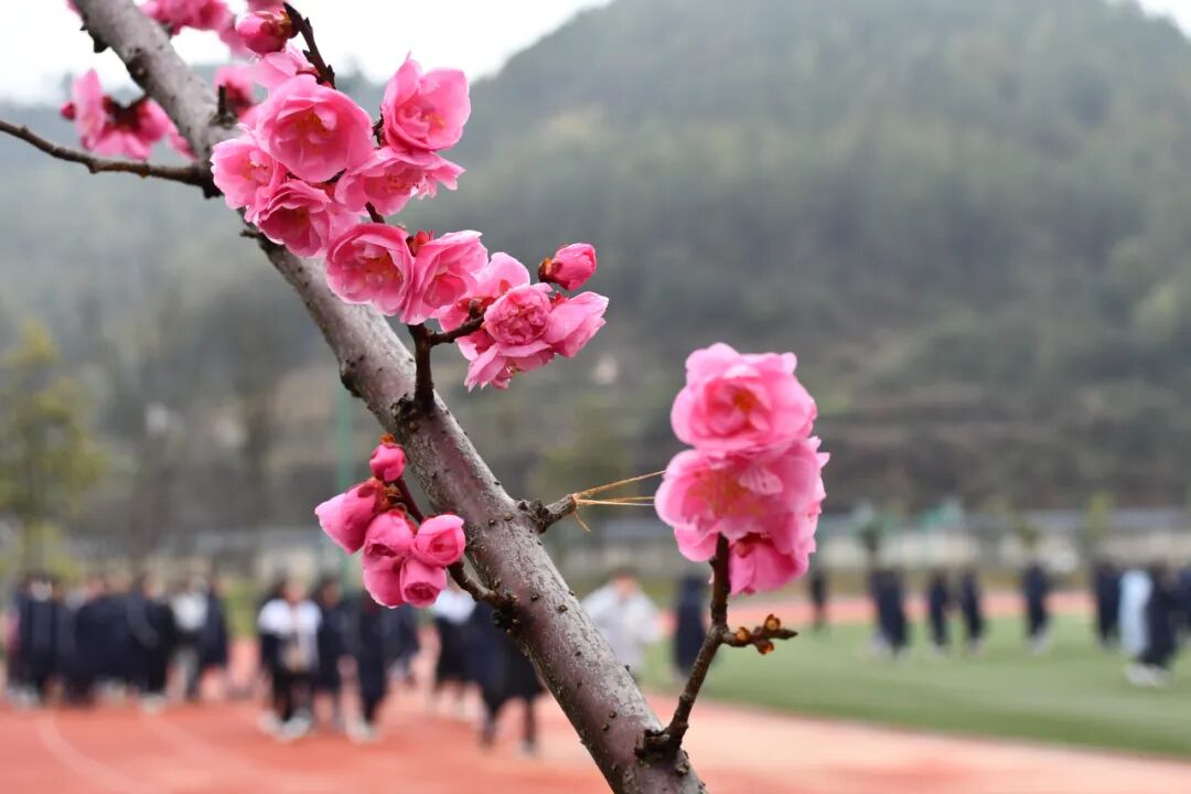 花开成诗遵义天立学校春季校园美景大赏你最爱哪一张