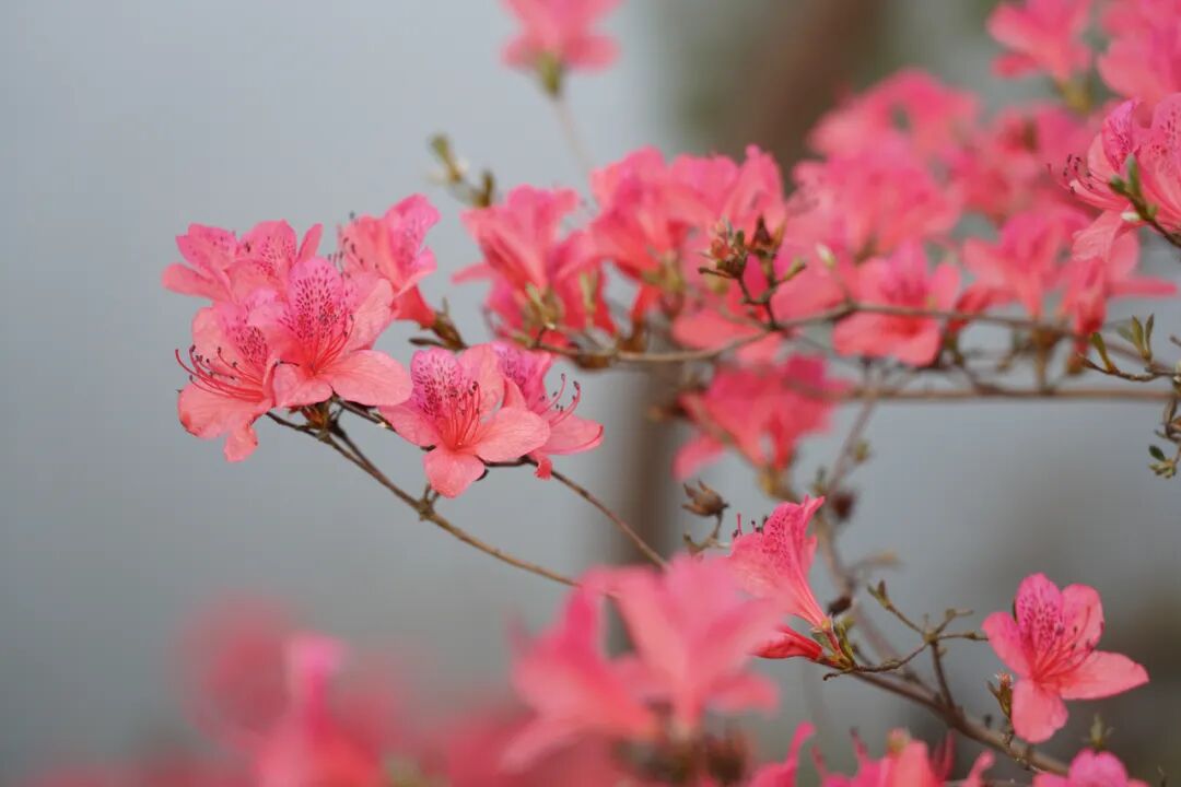 湖北麻城亿安http://yian.0713666.com/
