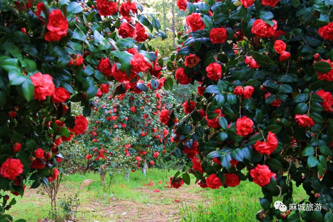 一起开启春日寺突ㄓ伟蓗扫码进入黄冈文旅地图英山天马寨野樱花