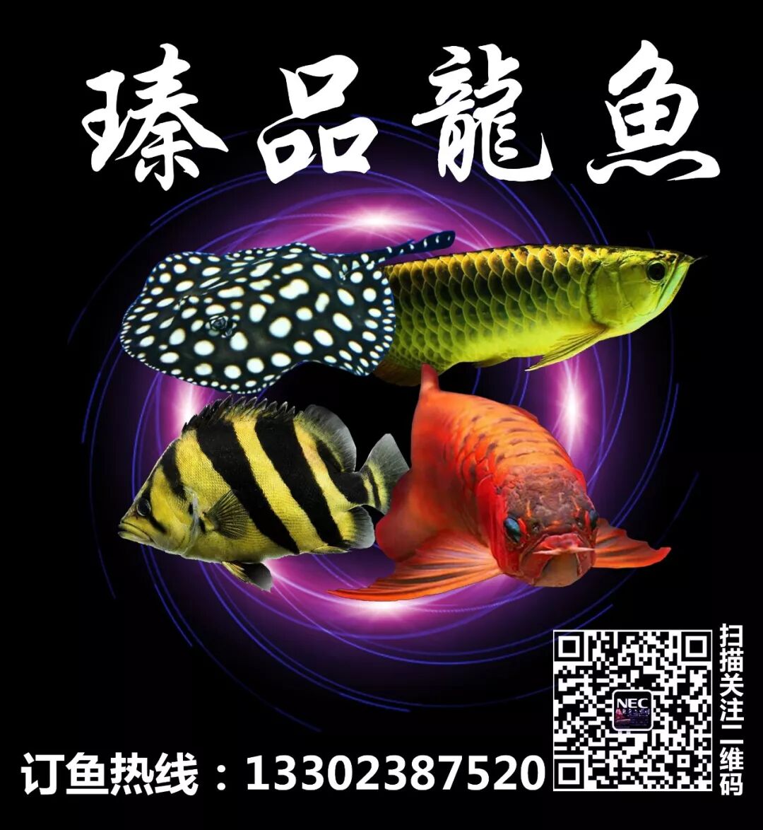 观赏鱼种类大全 看有没有你喜欢的 潮派渔友俱乐部 微信公众号文章阅读 Wemp