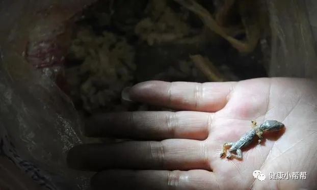 壁虎在家里是什么征兆_壁虎出现在家里是凶兆还是吉兆_壁虎在家里是什么意思