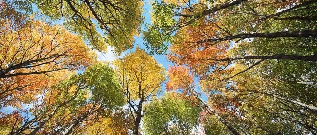 CRM的中国式困局