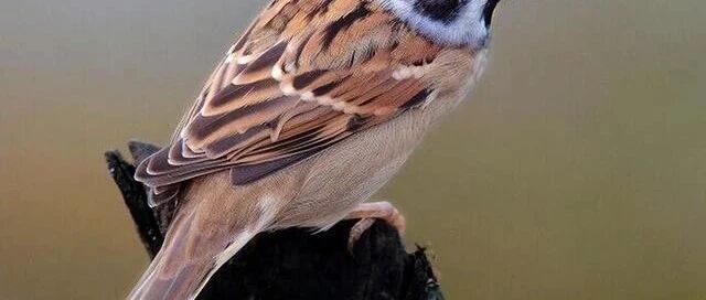 梦境解析，梦见麻雀——细数那些飞翔的寓意与启示